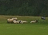 schapen